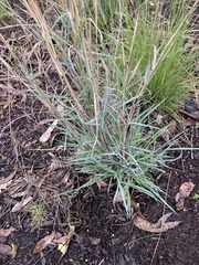 Dichanthium sericeum