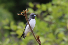 Artamus leucorynchus