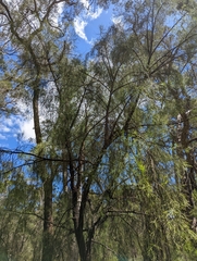 Exocarpos cupressiformis