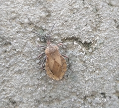 Spartocera