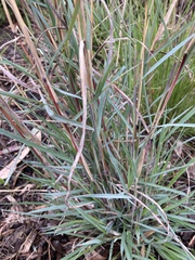 Dichanthium sericeum