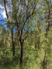 Exocarpos cupressiformis