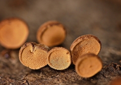 Porodisculus pendulus