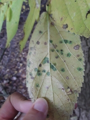 Pachypsylla celtidisvesicula