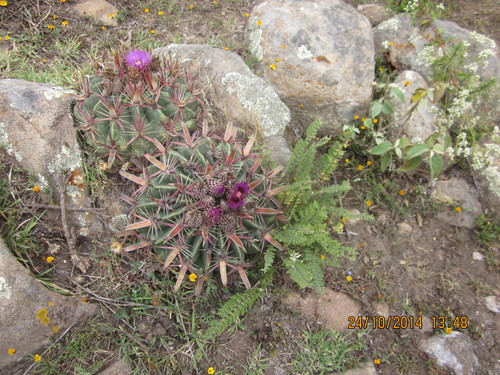 Devil's Tongue Barrel Cactus