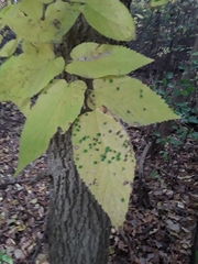 Pachypsylla celtidisvesicula