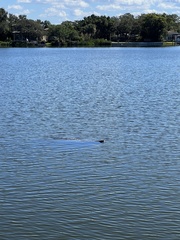 Trichechus manatus latirostris