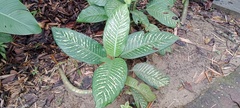 Dieffenbachia seguine