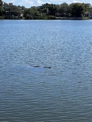 Trichechus manatus latirostris