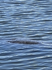 Trichechus manatus latirostris