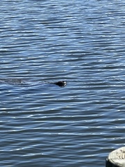Trichechus manatus latirostris