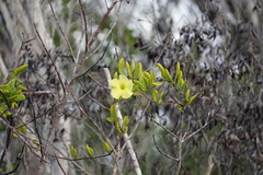 Pentalinon luteum