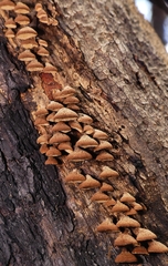 Porodisculus pendulus