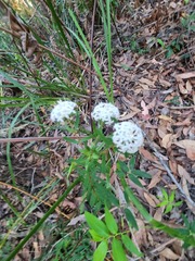 Pimelea linifolia