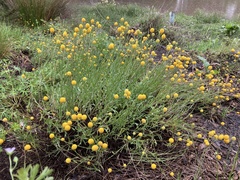Pycnosorus chrysanthus