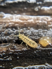 Entomobryomorpha