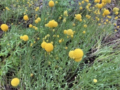 Pycnosorus chrysanthus