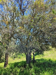 Alectryon diversifolius