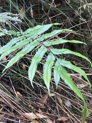 Blechnum wattsii
