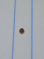 Cryptognatha auriculata