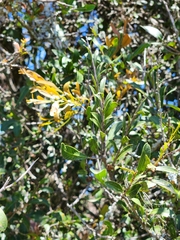 Alectryon diversifolius