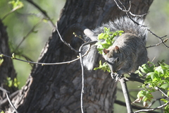 Sciurus arizonensis