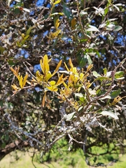 Alectryon diversifolius