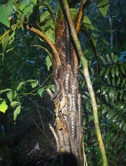 Cyathea corcovadensis