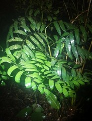 Cyathea corcovadensis