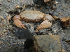 Eucrate tripunctata