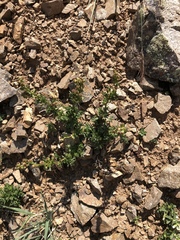 Artemisia michauxiana