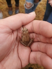 Pseudacris triseriata