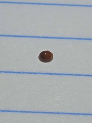 Cryptognatha auriculata