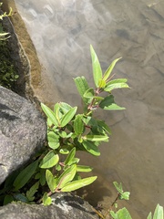 Boehmeria densiflora