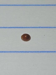 Cryptognatha auriculata