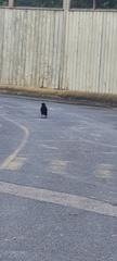 Corvus mellori