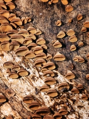 Porodisculus pendulus