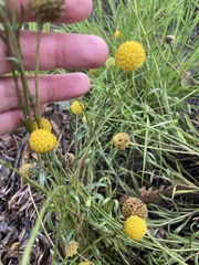 Pycnosorus chrysanthus