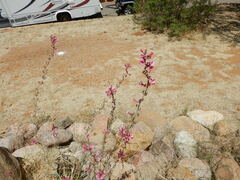 Penstemon parryi