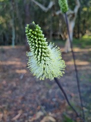 Xanthorrhoea macronema