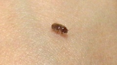 Lasioderma serricorne