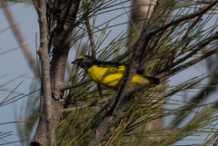 Euphonia affinis