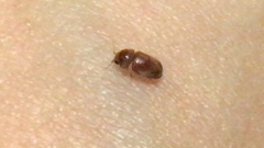 Lasioderma serricorne