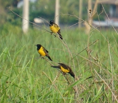 Pseudoleistes guirahuro