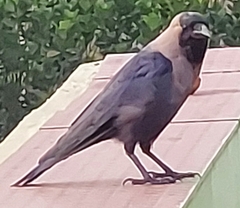 Corvus splendens splendens