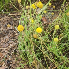 Pycnosorus chrysanthus