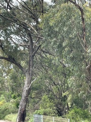 Eucalyptus microcarpa