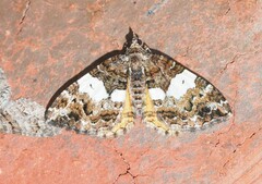 Chrysolarentia phaedra