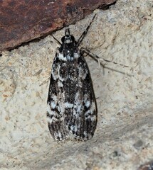 Scoparia exhibitalis