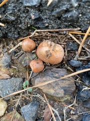 Zelleromyces cinnabarinus